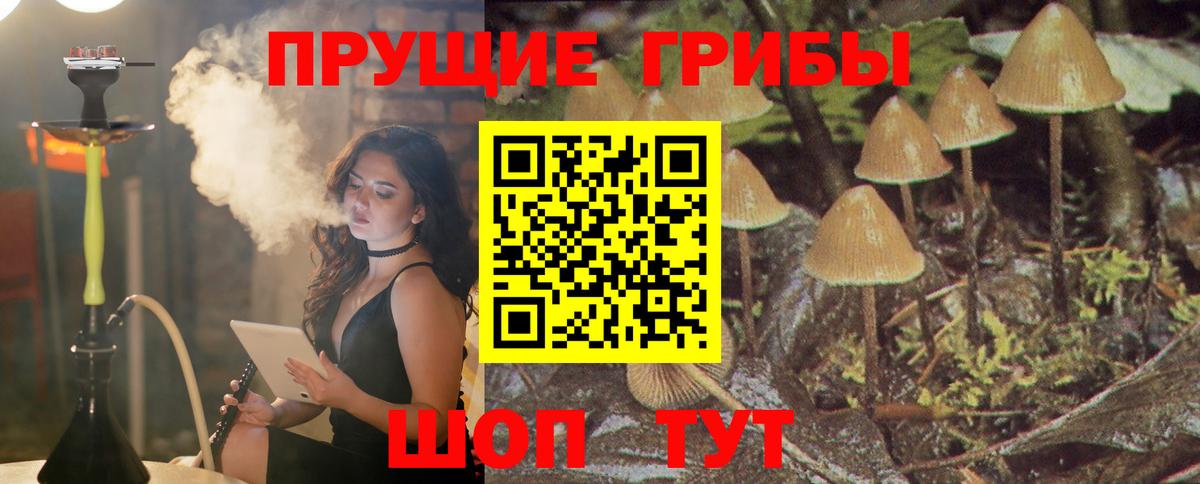 Костомукша  Галлюциногенные грибы Psilocybine cubensis  Вход с VPN 